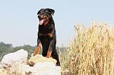 BEAUCERON 471